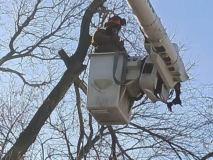 Javier Medina Tree Service LLC