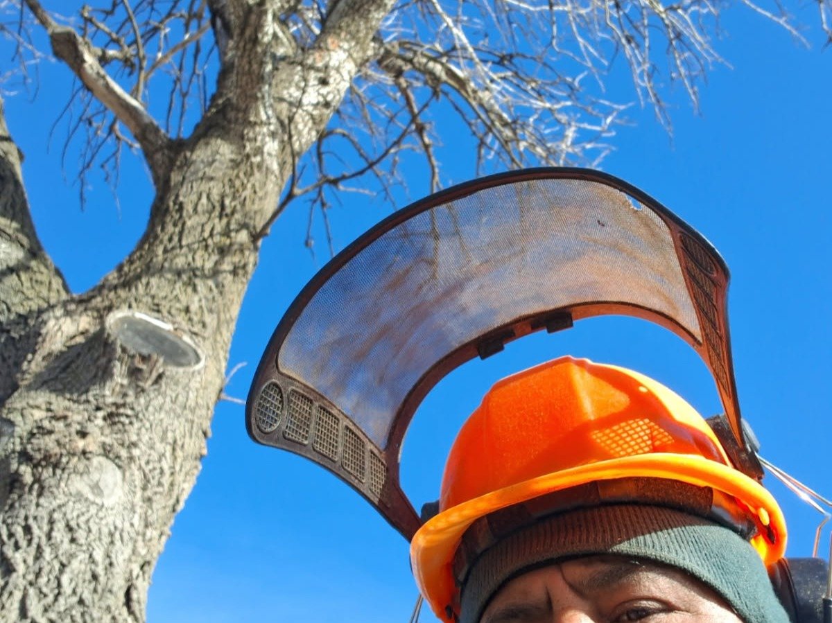 Javier Medina Tree Service LLC