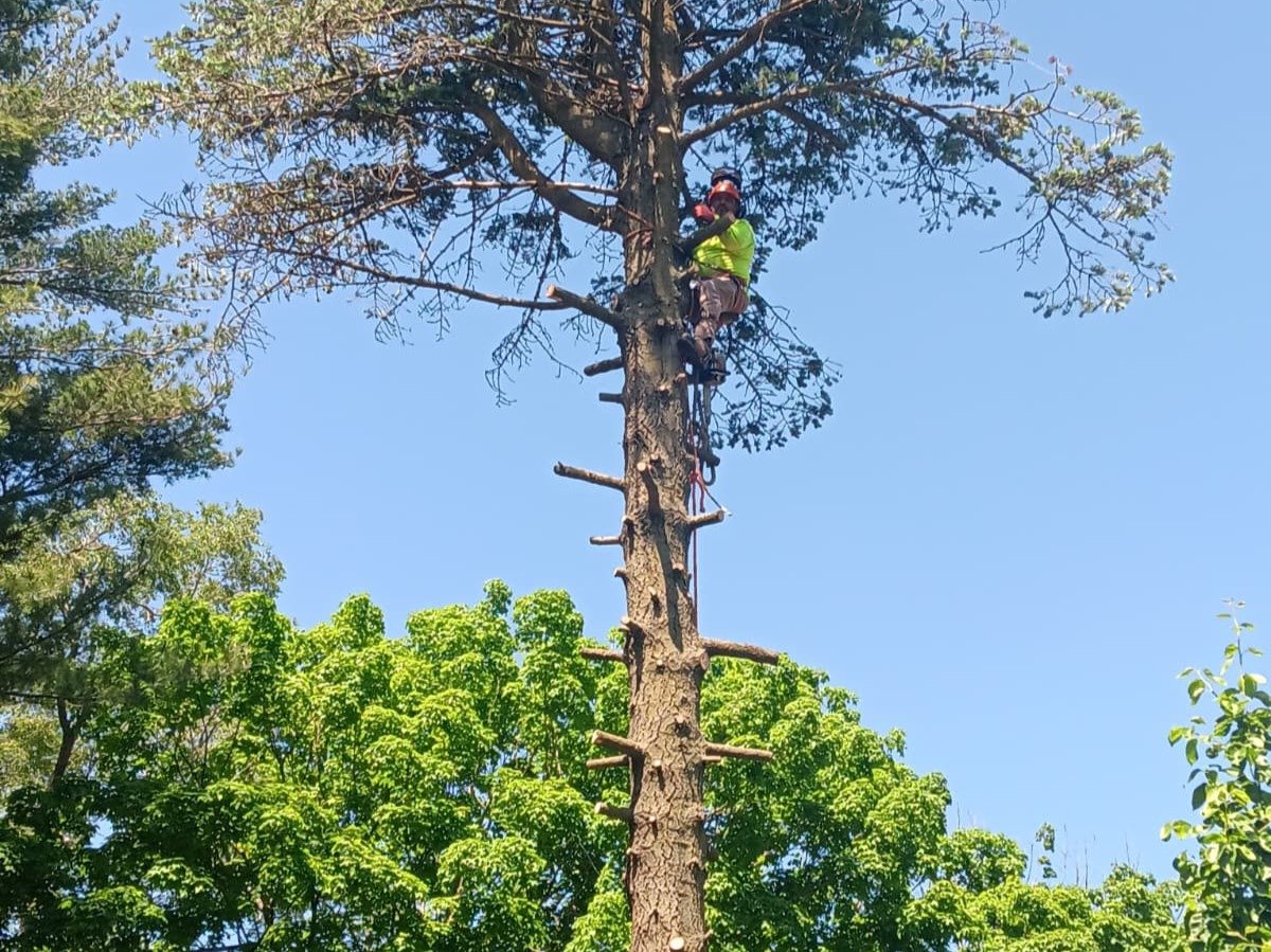 Javier Medina Tree Service LLC